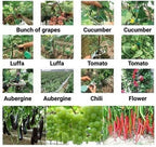 Plant strappers